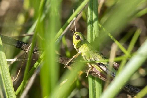 Green grasshopper in the grass close-up. macro photo of an insect Stock Photos