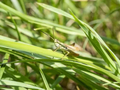 Green grasshopper in the grass close-up. macro photo of an insect Stock Photos