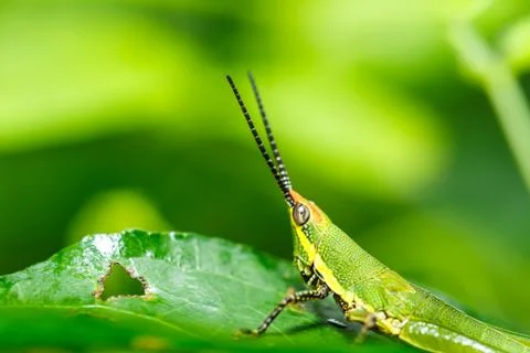 Green grasshopper on grass leaf 스톡 사진