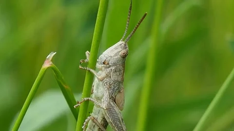 Green grasshopper in the grass - macro Stock Footage 111717901