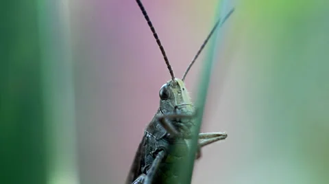 Green Grasshopper on grass. Macro Video. Stock Footage 37022402