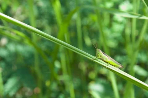Green grasshopper on the grass Stock Photos