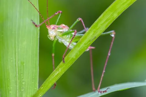 Green grasshopper on grass Stock Photos