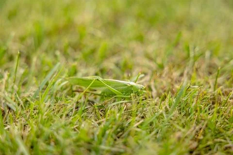 Green grasshopper on the grass in the wild Foto stock