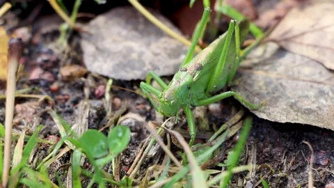 Green grasshopper on green grass with autumn falling leaves Stock Footage 81272453