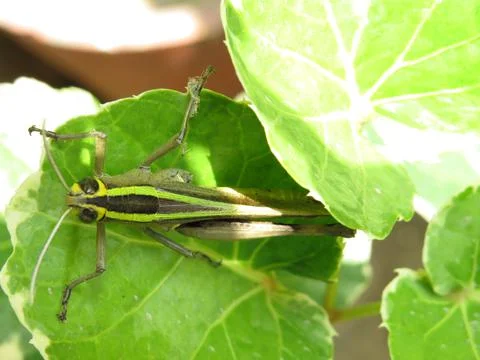 Green grasshopper on green leaf Stock Photos