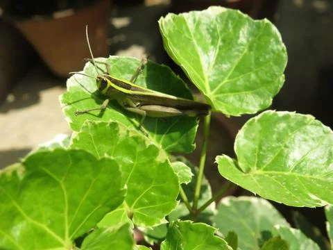 Green grasshopper on green leaf Stock Photos