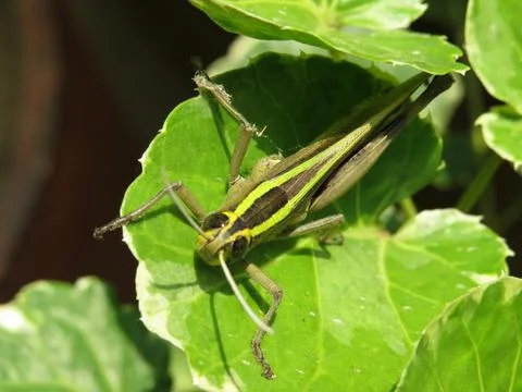 Green grasshopper on green leaf Stock Photos