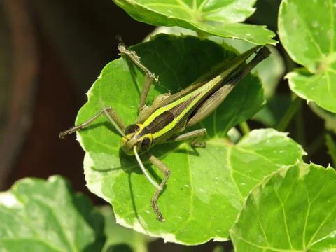 Green grasshopper on green leaf Stock Photos