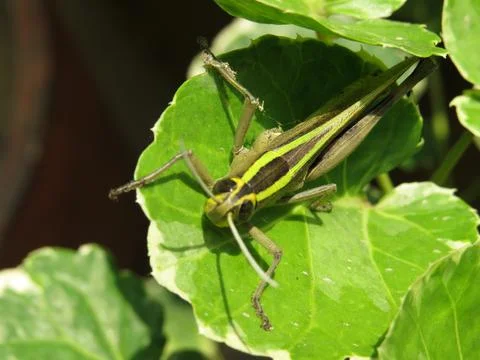 Green grasshopper on green leaf Stock Photos