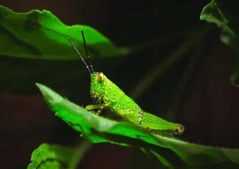 Green grasshopper on the green leaf Stock Photos
