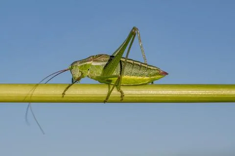 A green grasshopper is on a green leaf Stock-Fotos