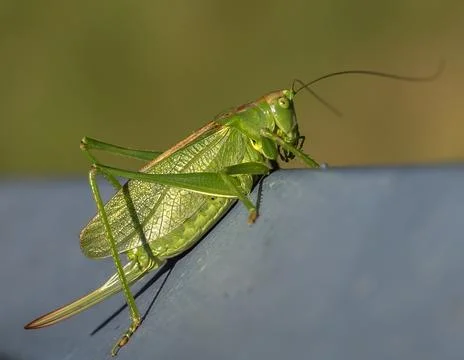Green grasshopper on a grey surface Stock Photos