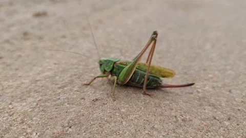 The Green grasshopper on the ground close-up. Video stock 160830762