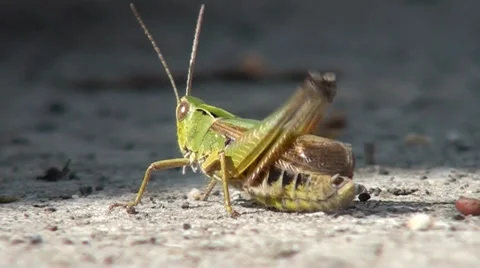 Green Grasshopper on Ground Stock Footage 38488602