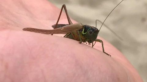 Green grasshopper on hand 動画素材 113005647