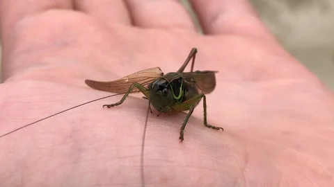 Green grasshopper on hand 動画素材 113005651