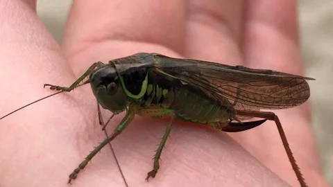Green grasshopper on hand Stock Footage 113005659