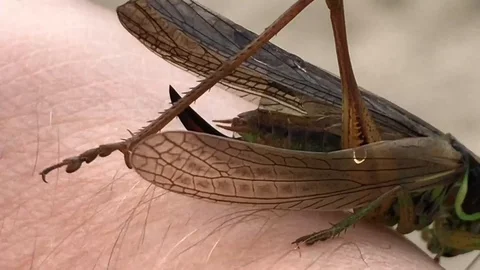 Green grasshopper on hand Video stock 113005666