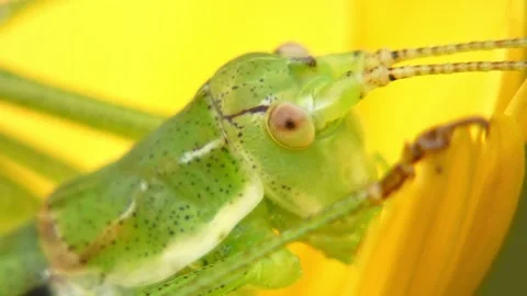 Green grasshopper head and compound eye macro shot Stock Footage 335486764