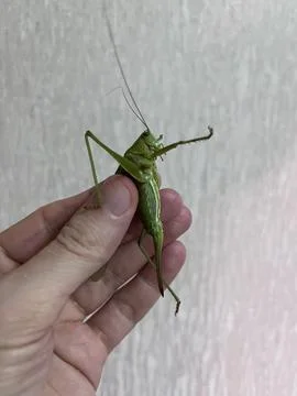 Green grasshopper held in human hand Stock-Fotos