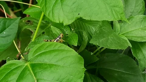 Green Grasshopper Hiding and Stepping Behind Dense Leaves in Nature 스톡 동영상 335125434