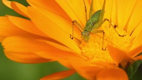 Green grasshopper insect foraging inside orange marigold flower core Stock Footage 335488379