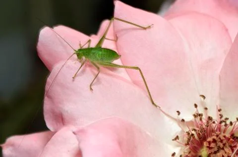 Green grasshopper insect Foto stock