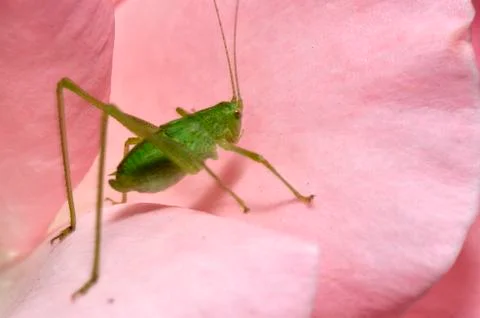 Green grasshopper insect Foto stock