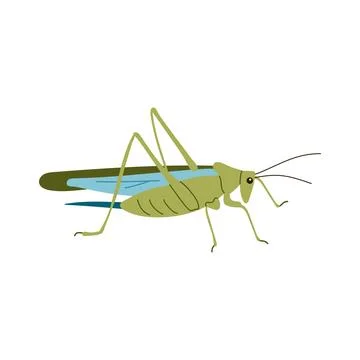 Green grasshopper insect side view vector illustration isolated on white back Stock Illustration