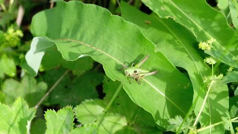 A green grasshopper, an insect, sits on a plant leaf, on grass, in a meadow in Stock Footage 156776996