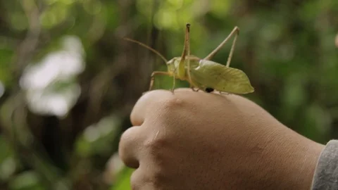 A green grasshopper jumping off a person's hand Stock Footage 95821715