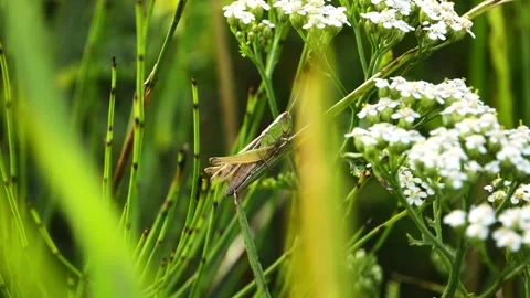 Green grasshopper jumps in the grass on a summer sunny meadow. Stock Footage 163706685