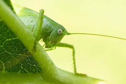 A green grasshopper on a large leaf of grass, in its natural environment. Stock Photos