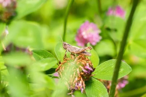 A green grasshopper on a large leaf of grass, in its natural environment. Stock Photos