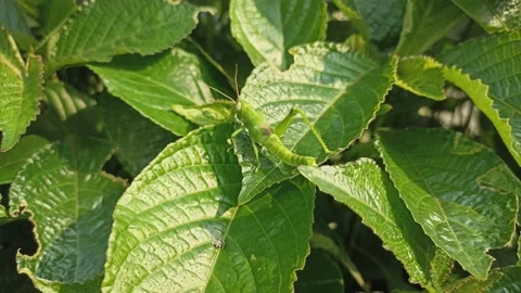 Green grasshopper on a leaf in the daytime Stock Footage 195976078