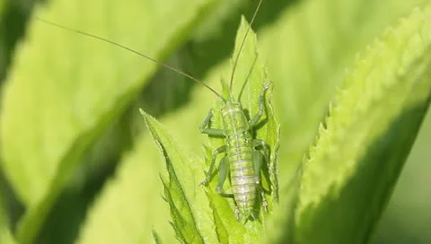 Green grasshopper on the leaf Stock Footage 11148264