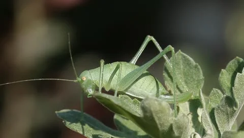 Green grasshopper on the leaf Stock Footage 11240563