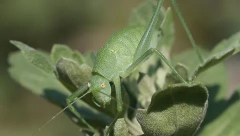 Green grasshopper on the leaf Stock Footage 11240600