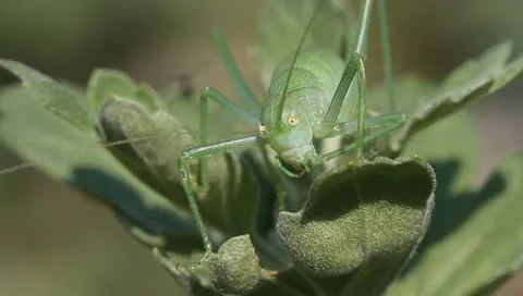 Green grasshopper on the leaf Stock Footage 11240645