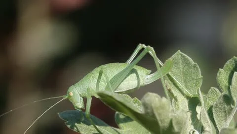 Green grasshopper on the leaf Stock Footage 11240712