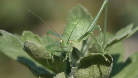 Green grasshopper on the leaf Stock Footage 11240722