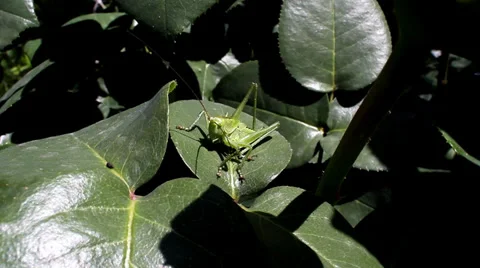 Green grasshopper on leaf. Stock Footage 36693634