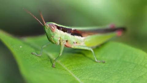 Green grasshopper on a leaf macro Stock Photos