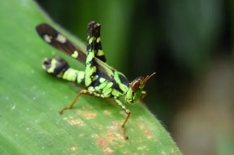 Green grasshopper on leaf Stock Photos