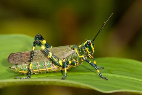 Green grasshopper on leaf Stock Photos
