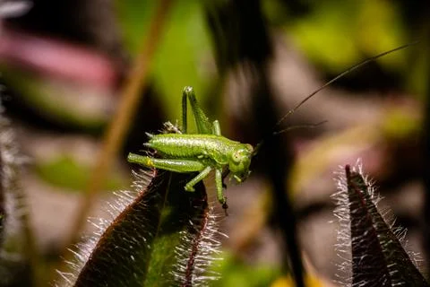 Green Grasshopper on a leaf Stock Photos