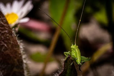 Green Grasshopper on a leaf Stock Photos
