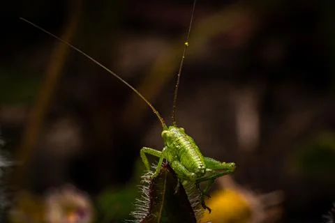 Green Grasshopper on a leaf Stock Photos