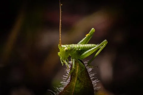 Green Grasshopper on a leaf Stock Photos